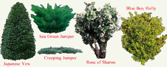 types of shrubs